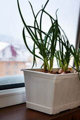 Green onions in a container on the window.