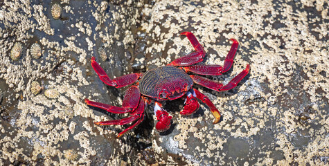 Moorish Crab or Red Crab (Grapsus adscensionis) on Lanzarote island