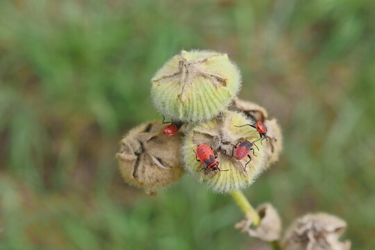 Red-black winged aphids on seed pods of hollyhocks, alcea.  Aphidoidea belong to the plant lice, Sternorrhyncha. Aphids feed on plant sap.  They are considered pests of plants.