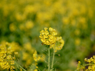 風景素材　早春の菜の花畑