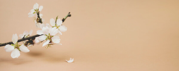 Blooming almond branch on a beige background. Banner, side view, place for text.