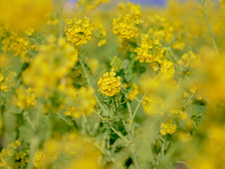 風景素材　早春の菜の花畑
