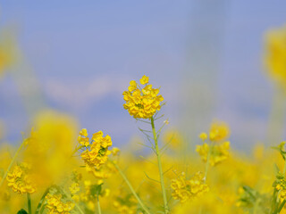 Obraz premium 風景素材 早春の菜の花畑