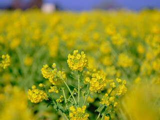 Obraz premium 風景素材 早春の菜の花畑