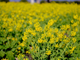 Obraz premium 風景素材 早春の菜の花畑