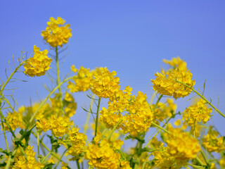 風景素材　早春の菜の花畑
