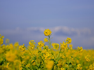 風景素材　早春の菜の花畑