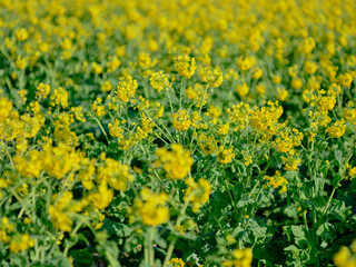 Fototapeta premium 風景素材 早春の菜の花畑