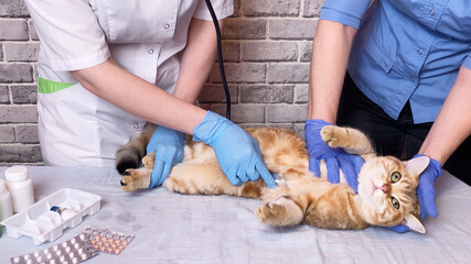 Vet examining ginger cat with stethoscope. Doctor assistant veterinarian holding a pet on hands at vet clinic