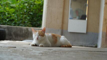 cat on the roof