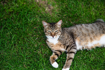 Naklejka na ściany i meble Sleepy cat seen laying on grass