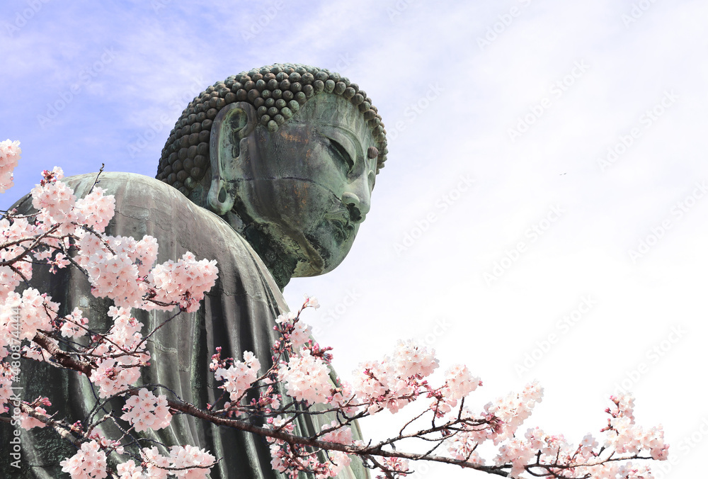 Canvas Prints ancient bronze statue of the great buddha daibutsu and flowers of sakura, kotoku-in temple, japan, a