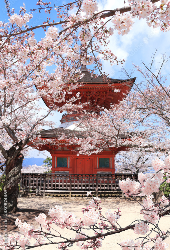 Sticker Japanese pagoda and sakura flowers, sacred Miyajima island, Japan. Spring flowering sakura season