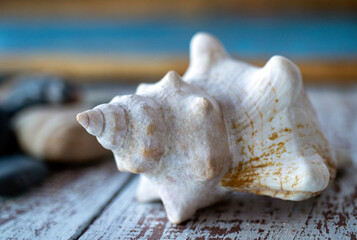 sea shell on the beach