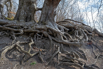 Fototapeta premium exposed roots of a deciduous tree