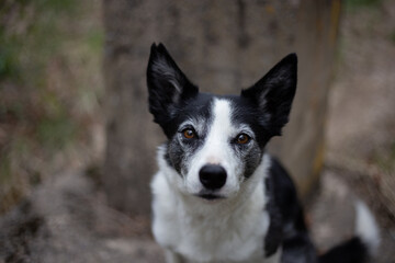 Border collie looking at camera
