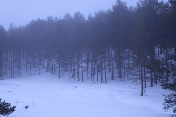 a forest covered with snow