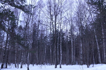 Dense forest with snow without leaves