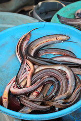 Eels sold in traditional markets