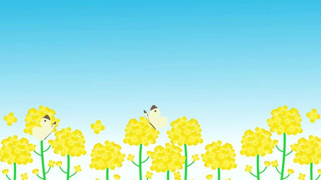 菜の花畑と蝶のアニメーション背景