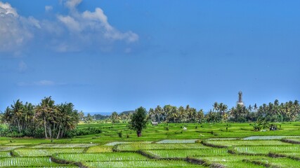 Fototapeta na wymiar landscape with trees and sky at badung, bali