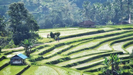 Fototapeta na wymiar rice terraces at jatiluwih, bali