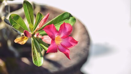 pink lily flower in my garden