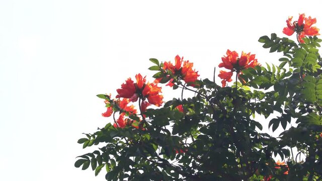 Orange beautiful African Tulip flower swaying by the wind against the sky. Blooming African Tulip on a tree in botanical garden.