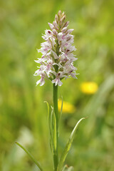 Closeup on a pale colored flower of the rare Heath Spotted Orchid, Dactylorhiza maculata in a meadow