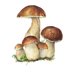 Group Boletus Edulis mushroom with brown hat (cep, porcini, king bolete, penny bun). Edible wild mushroom. Watercolor hand drawn painting illustration isolated on a white background. - 480877041