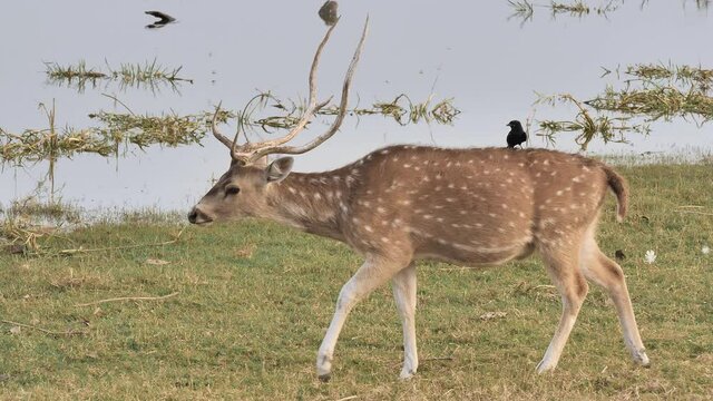 Morning daylight slow motion shot of a Young Asian Spotted Deer antler with Black Drongo bird sitting on its back grazing in forest area with lakewater in the background. concept of wildlife creature
