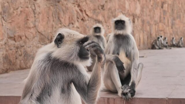 Close up shot of a group of young Asian Indian Gray Langur Monkeys sitting together and looking around in a forest area with rocky mountain terrain in the background. Concept of wildlife creatures