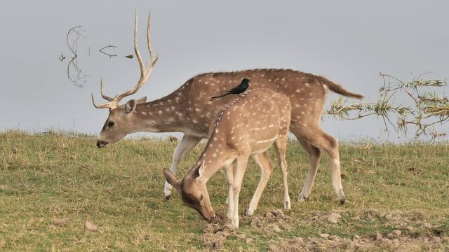 Morning daylight shot of a couple of Young Asian Spotted Deer antler with Black Drongo bird sitting on one of their back grazing in a forest area with lake in the background. concept of wildlife 