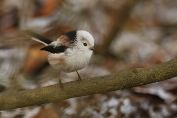 Long-tailed tit sitting on the branch . song bird in the nature habitat. wildlife scene from nature habitat. Aegithalos caudatus.