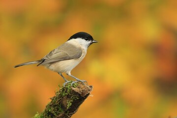 Beautiful portrait of a marsh tit (Poecile palustris)with orange background. Birds of Europe. Titmouse in the nature habitat.