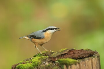 Eurasian nuthatch sitting on the tree stump. Portrait of a nuthatch. (Sitta europaea) Wildlife scene from forest.