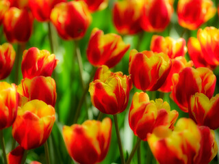 Flowers of Tulipa Apeldoorn's Elite in a spring garden display