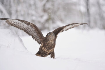 Close up portrait of a common buzzard. Bute buteo. Winter scene with a raptor. Buzzard with...