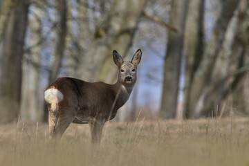 roe standing on the medaow. Wildlife scene from european nature. Portrait of a roe deer. Capreolus capreolus.