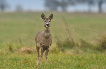 roe standing on the medaow. Wildlife scene from european nature. Portrait of a roe deer. Capreolus capreolus.