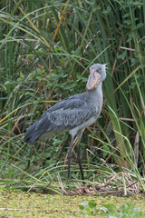 African Balaeniceps (Balaeniceps rex) is a large African bird from the order of the rocks, known especially because of its conspicuously shaped beak.