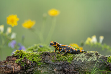 Fire salamander, salamandra salamandra, looking sideways from a moss covered tree in forest. Patterned toxic animal with yellow spots and stripes in natural habitat. - obrazy, fototapety, plakaty