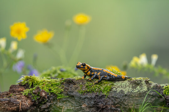 Fire salamander, salamandra salamandra, looking sideways from a moss covered tree in forest. Patterned toxic animal with yellow spots and stripes in natural habitat.