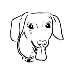 Fototapeta premium Dachshund Dog. Hand drawn. Vector illustration dachshund dog vector