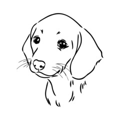 Dachshund Dog. Hand drawn. Vector illustration dachshund dog vector