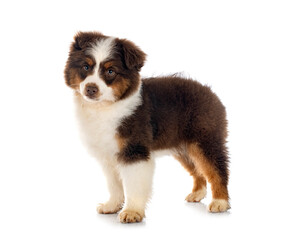 Miniature American Shepherd