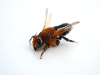 Honeybee on white background, top view photo, blurred.