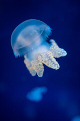 Beautiful jellyfish in the neon light in aquarium, nature background