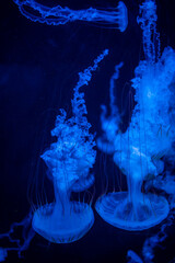 Beautiful jellyfish in the neon light in aquarium, nature background