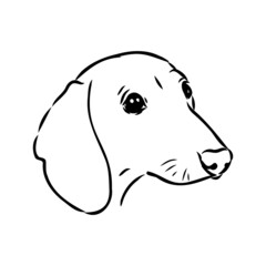 Dachshund Dog. Hand drawn. Vector illustration dachshund dog vector